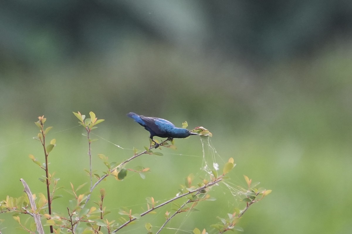 Purple Sunbird - ML545339891