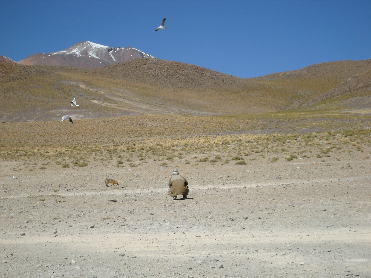 Mouette des Andes - ML54534001