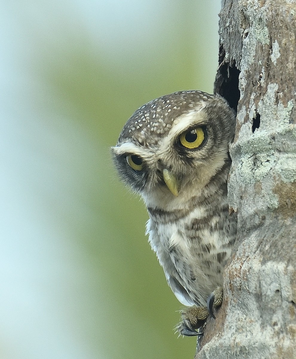 Spotted Owlet - Mohan C P