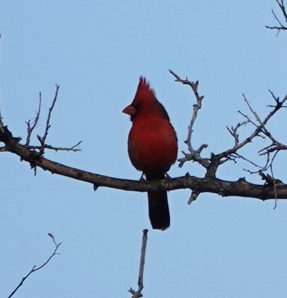 Northern Cardinal - ML545342871