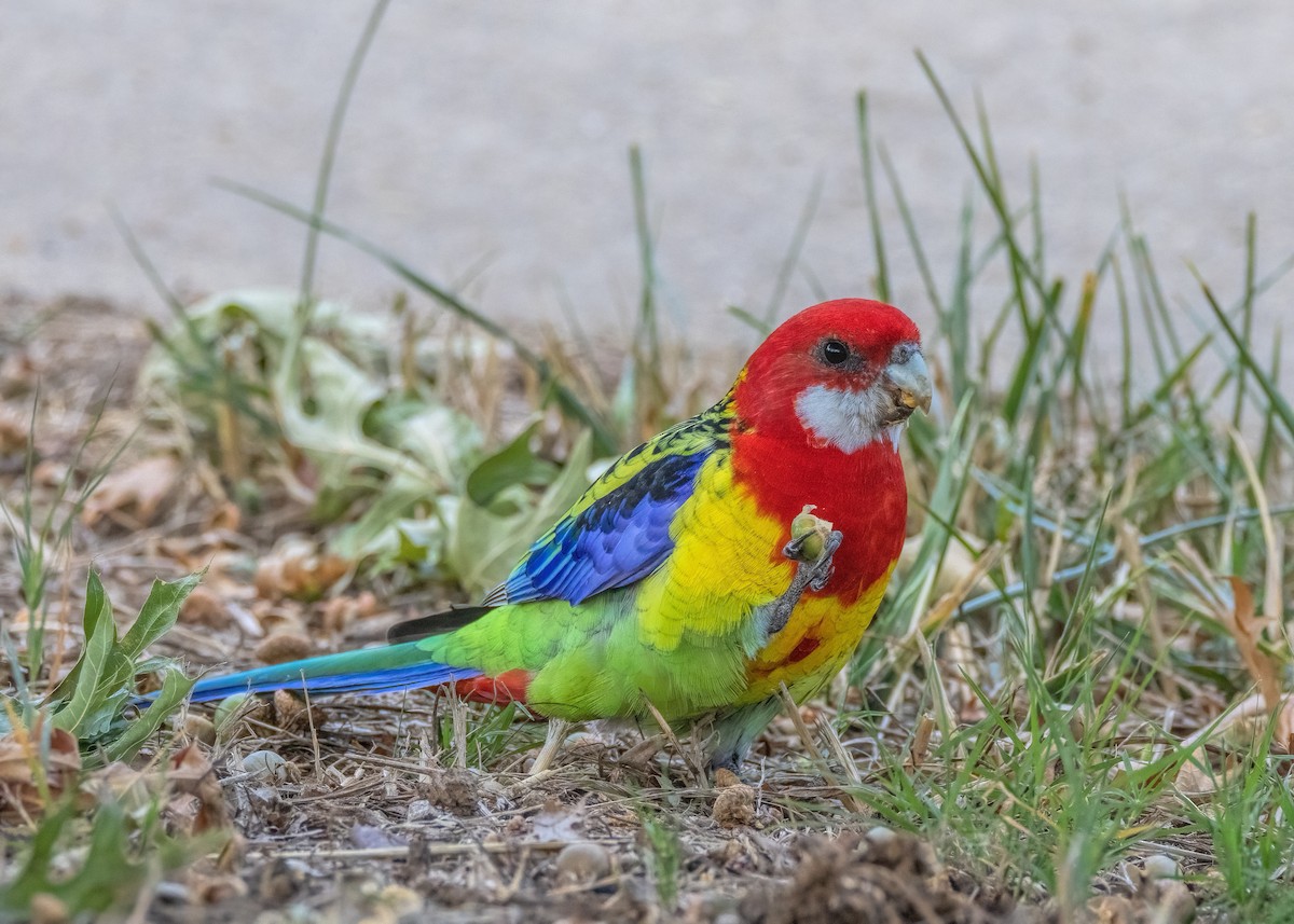 Eastern Rosella - ML545343031