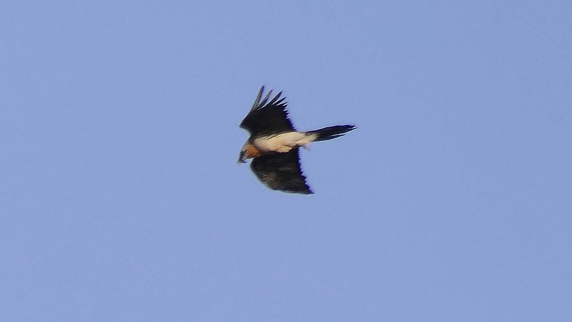 Bearded Vulture - ML545343161