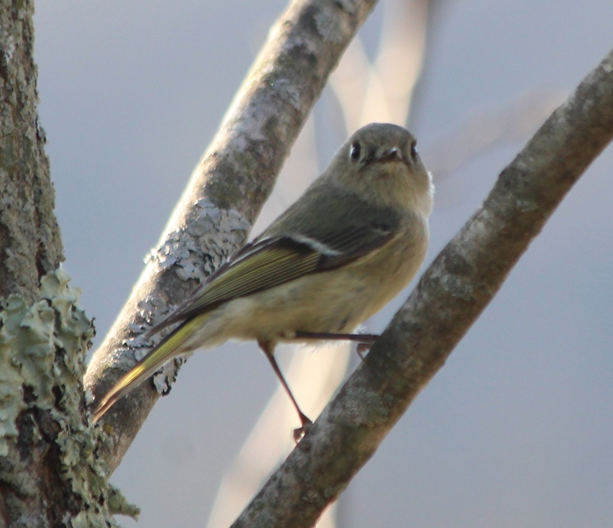 Ruby-crowned Kinglet - kevin dougherty
