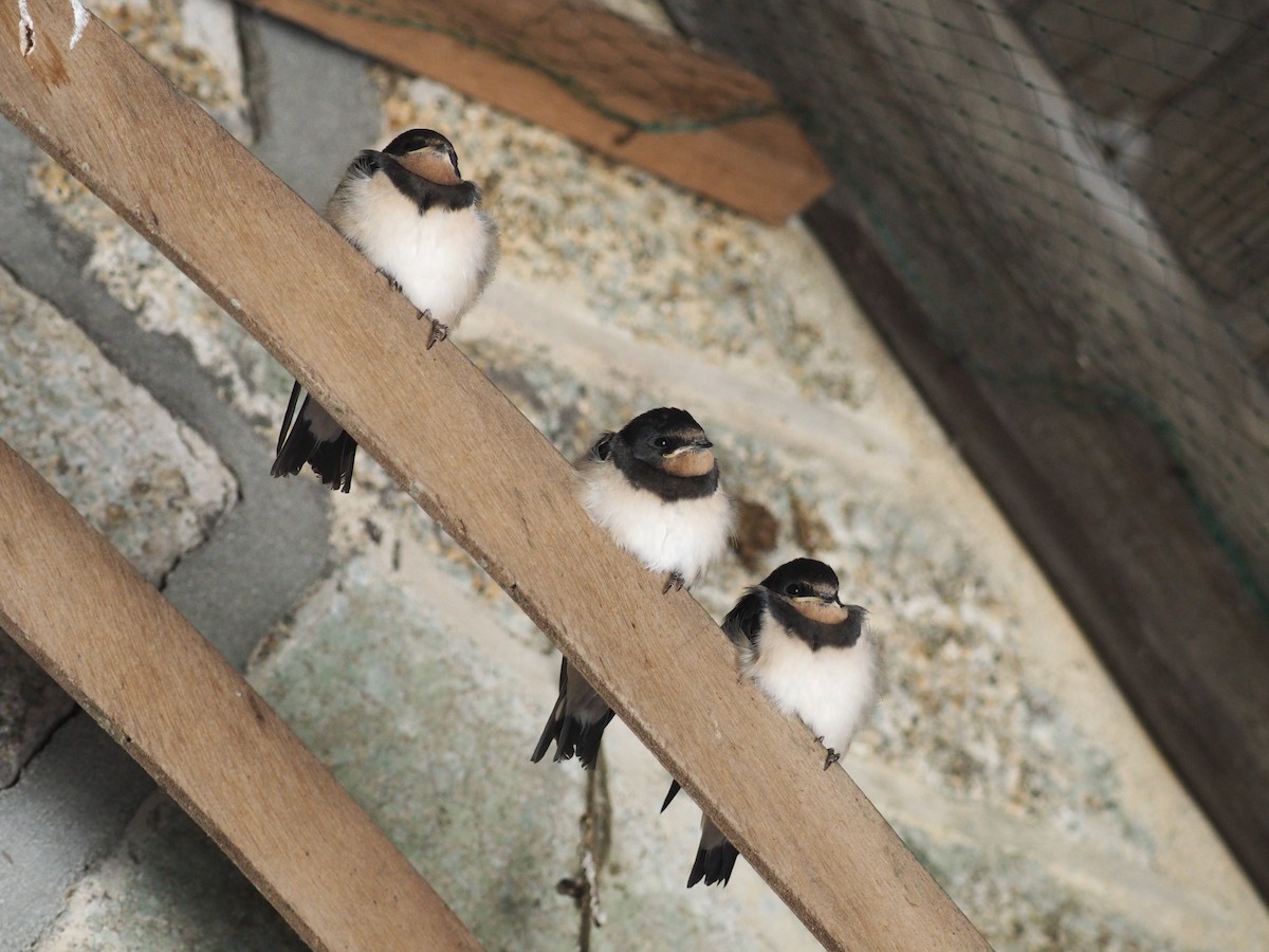 Barn Swallow - Joe Woodman