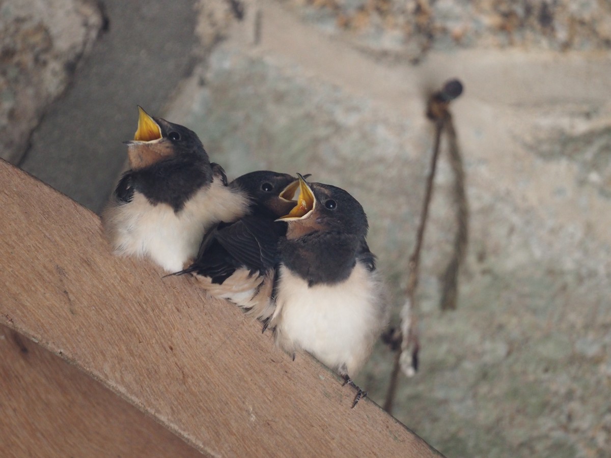 Golondrina Común - ML545343461