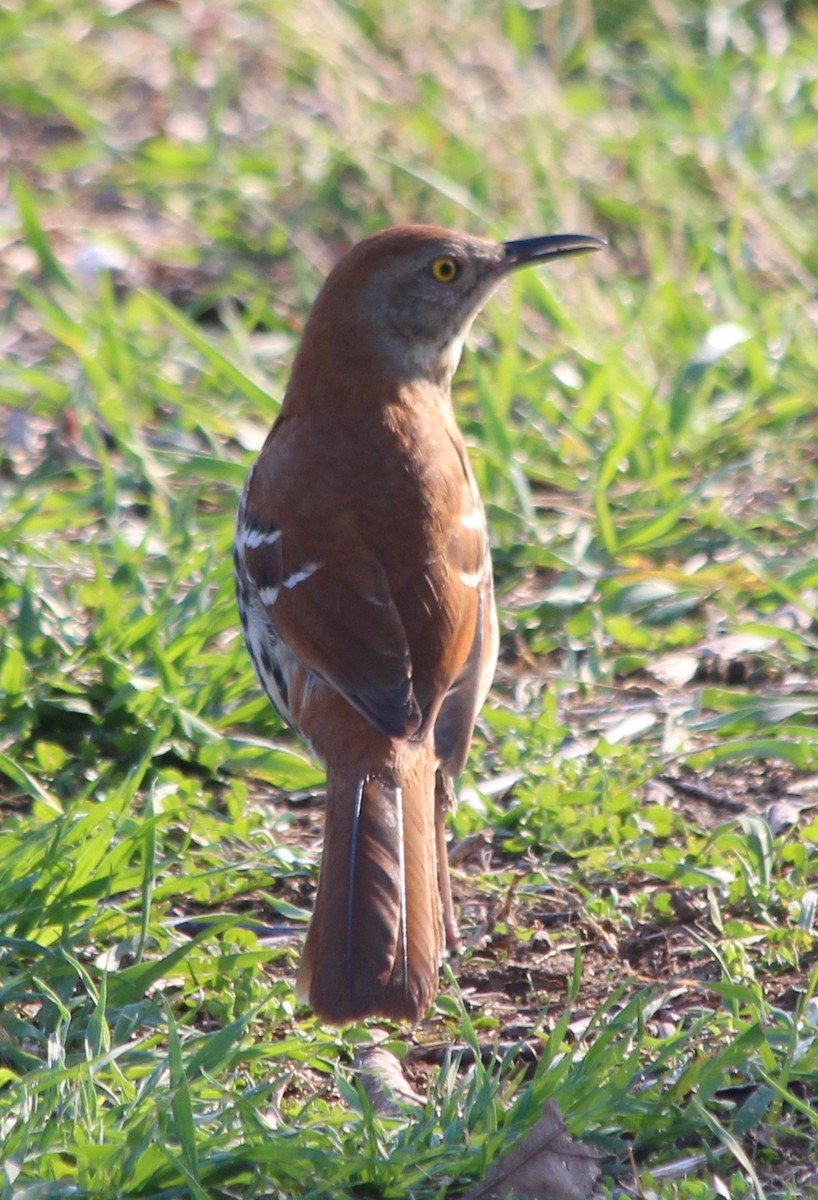 Brown Thrasher - ML54534401