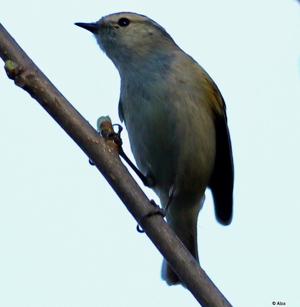 Hume's Warbler - ML545344011
