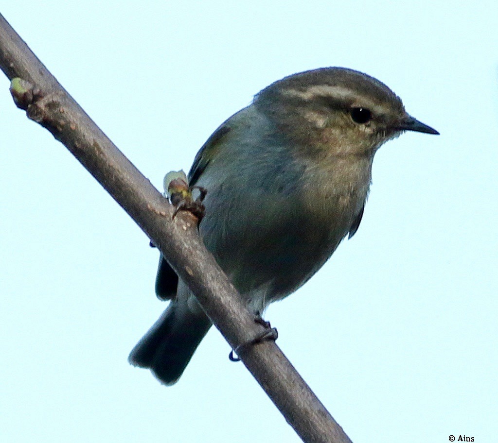 Hume's Warbler - ML545344021