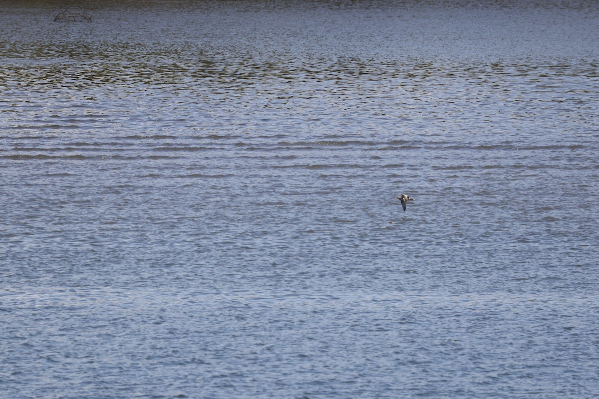 Far Eastern Curlew - ML545344311