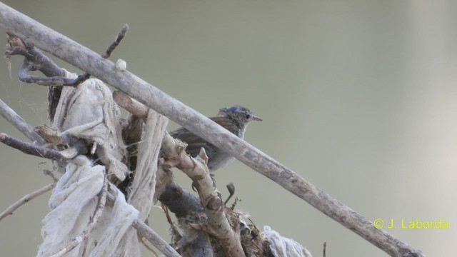 Cetti's Warbler - ML545344371