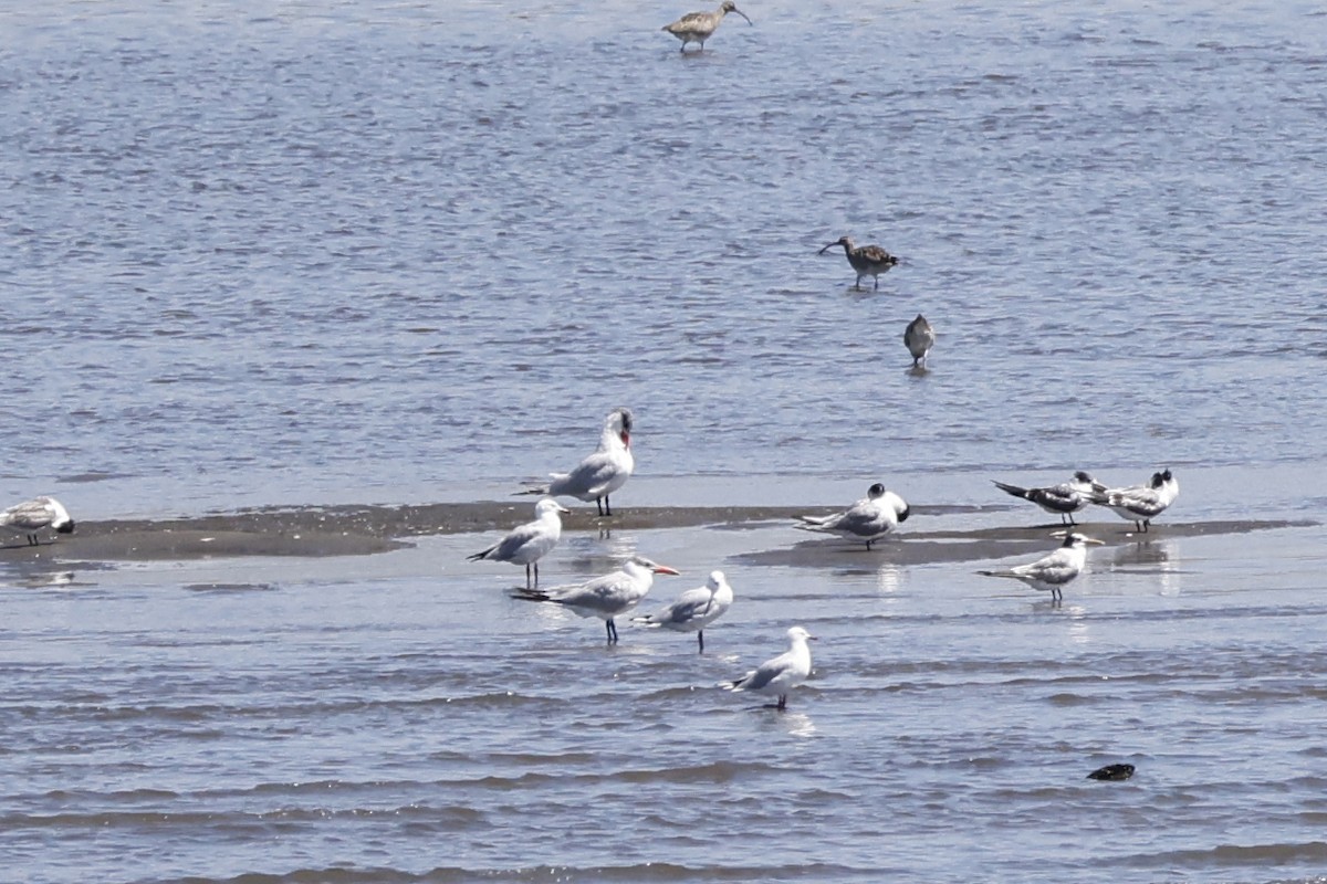 Caspian Tern - ML545344721