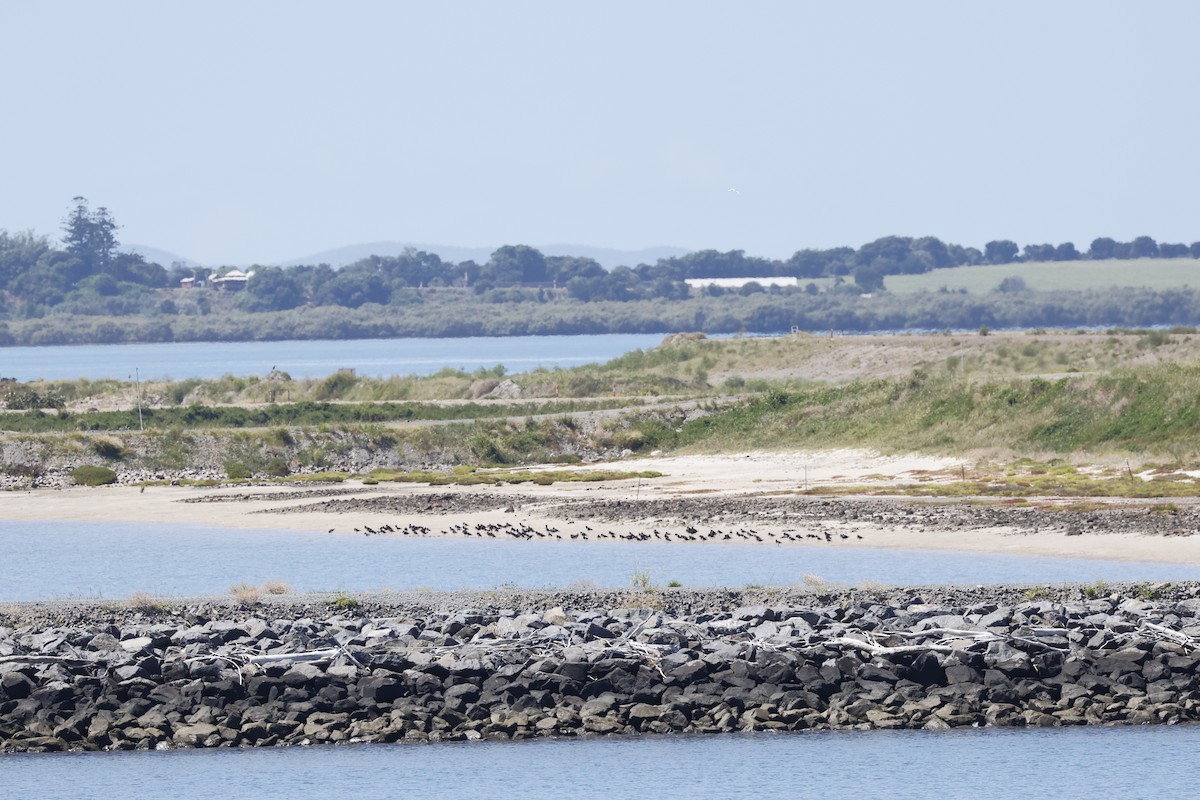 Pied Oystercatcher - ML545345021