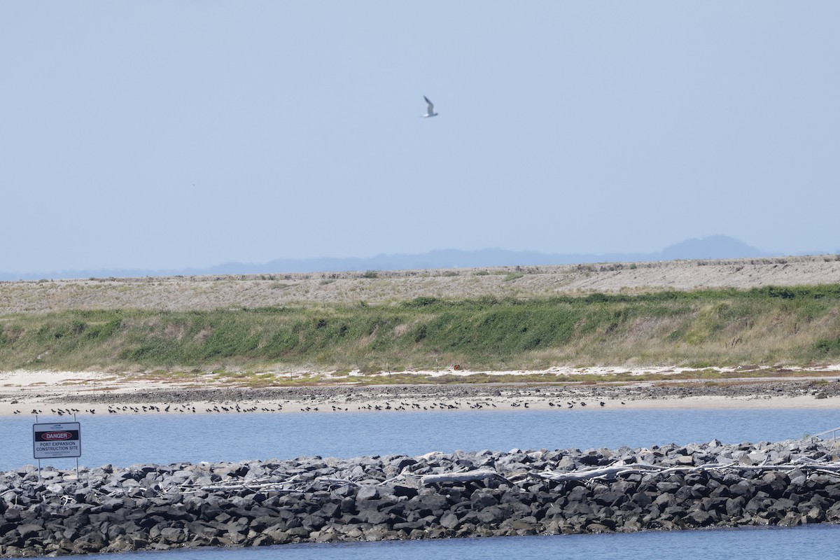 Pied Oystercatcher - ML545345051