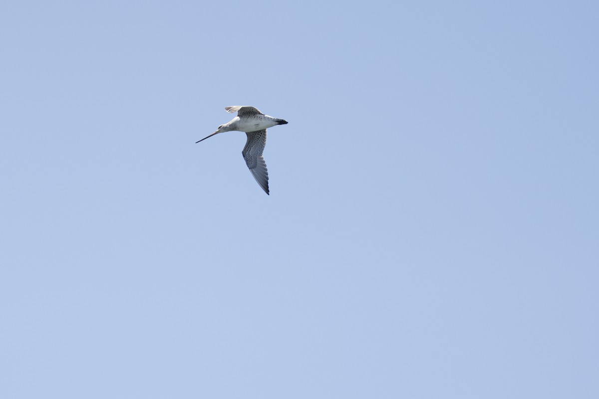 Bar-tailed Godwit - ML545345141