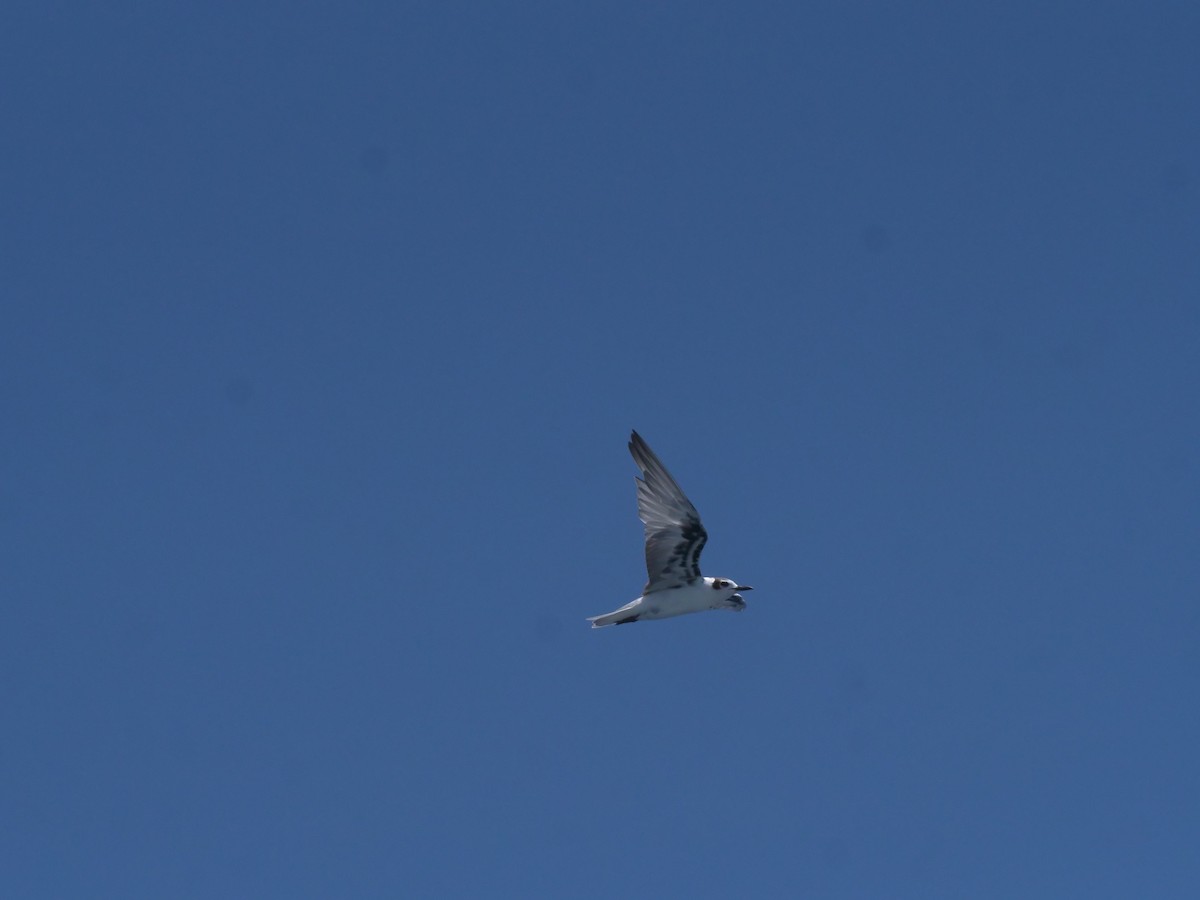 White-winged Tern - ML545345301