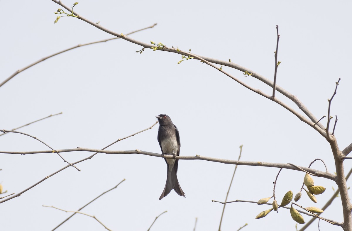 Ak Karınlı Drongo - ML545345541