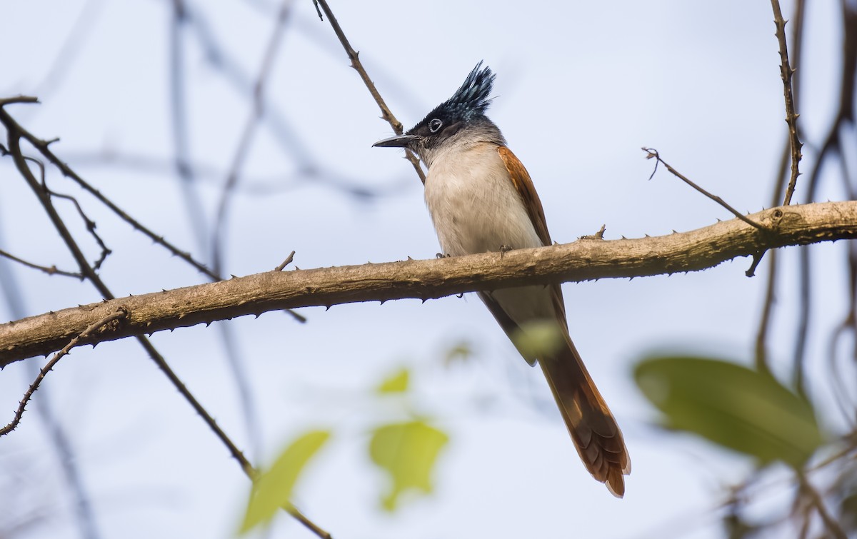 Indian Paradise-Flycatcher - SRINIVASA RAO BUDDIGA