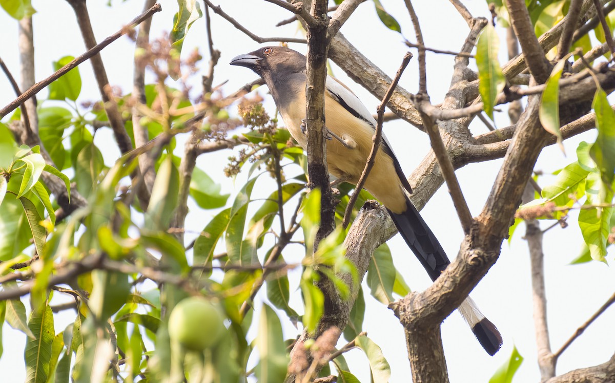 Rufous Treepie - ML545345631