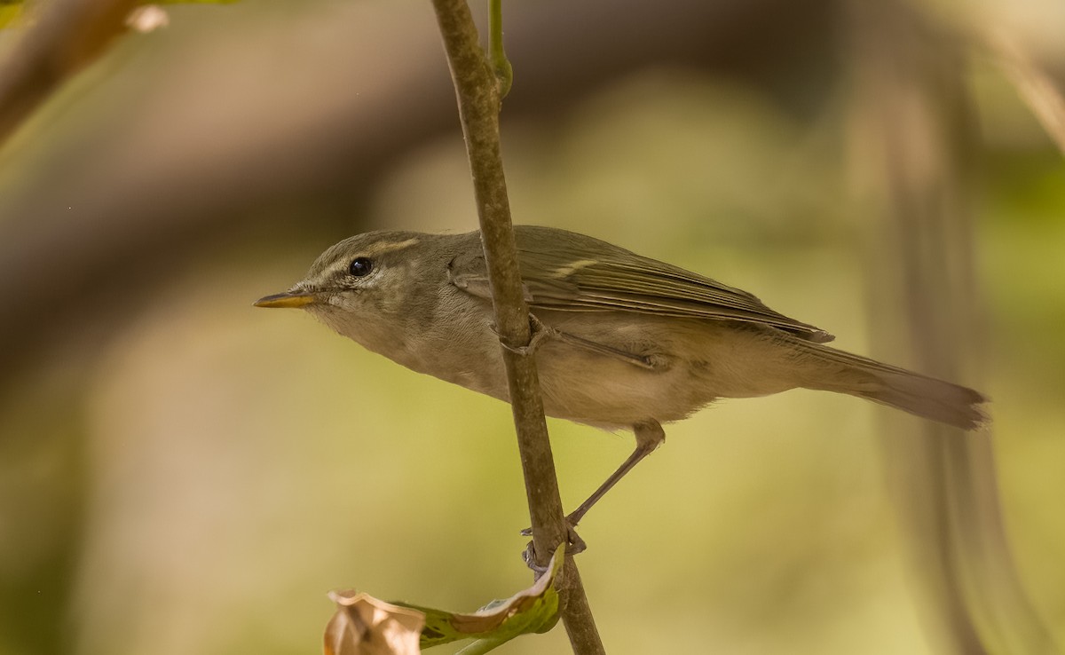 Greenish Warbler - SRINIVASA RAO BUDDIGA