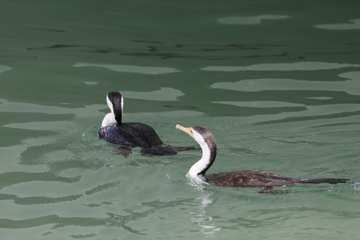 Pied Cormorant - ML545346281