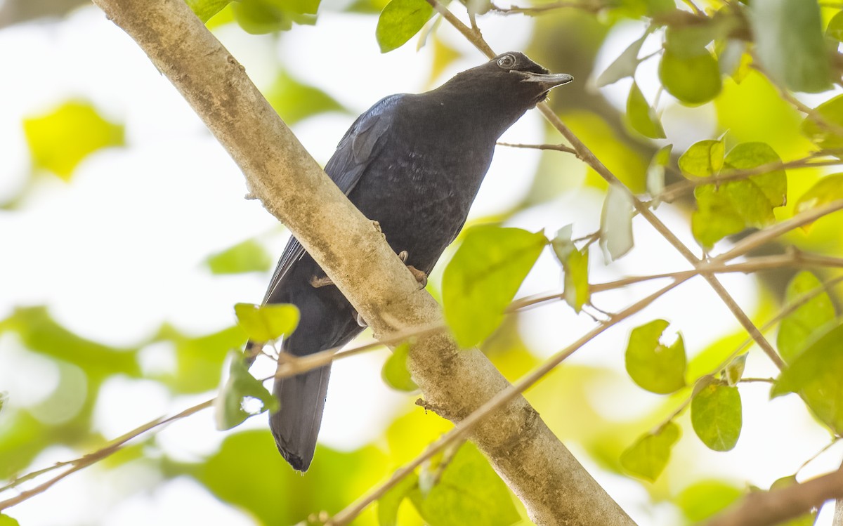 Malabar Whistling-Thrush - SRINIVASA RAO BUDDIGA