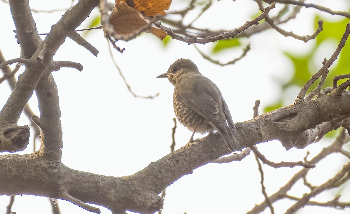 Blue Rock-Thrush - ML545347491