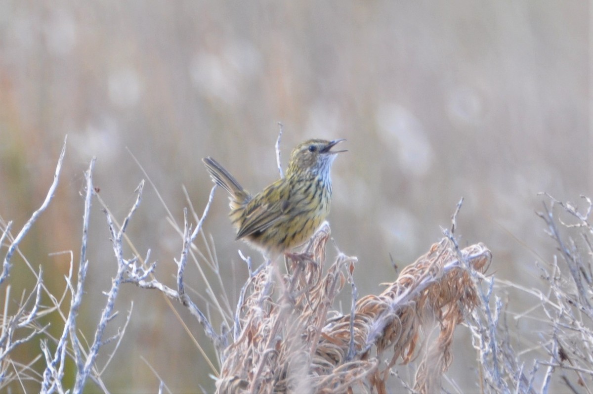 Striated Fieldwren - Michael Louey