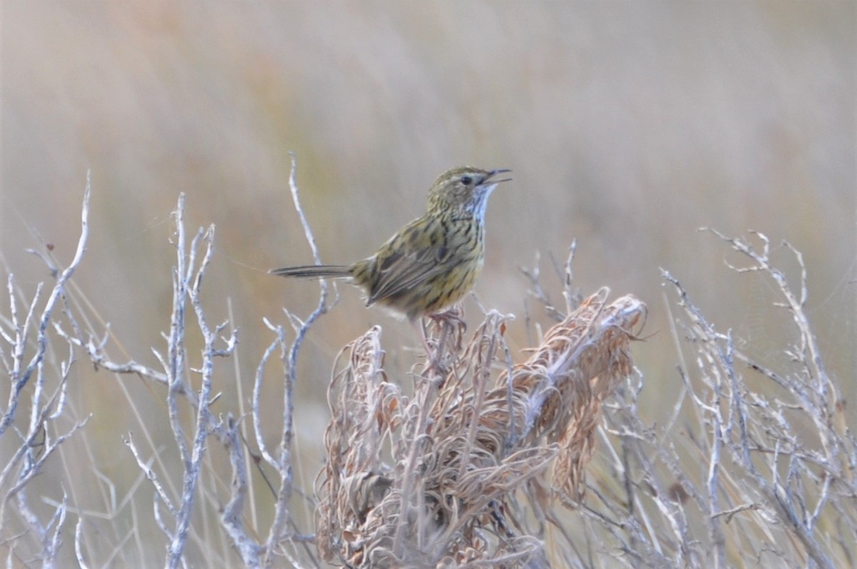 Striated Fieldwren - ML545348071