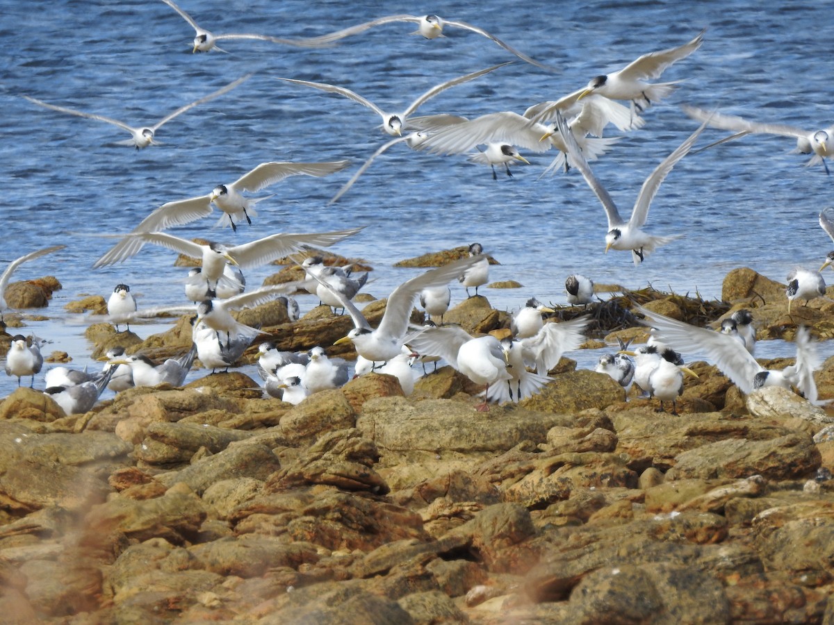 Great Crested Tern - ML545348491