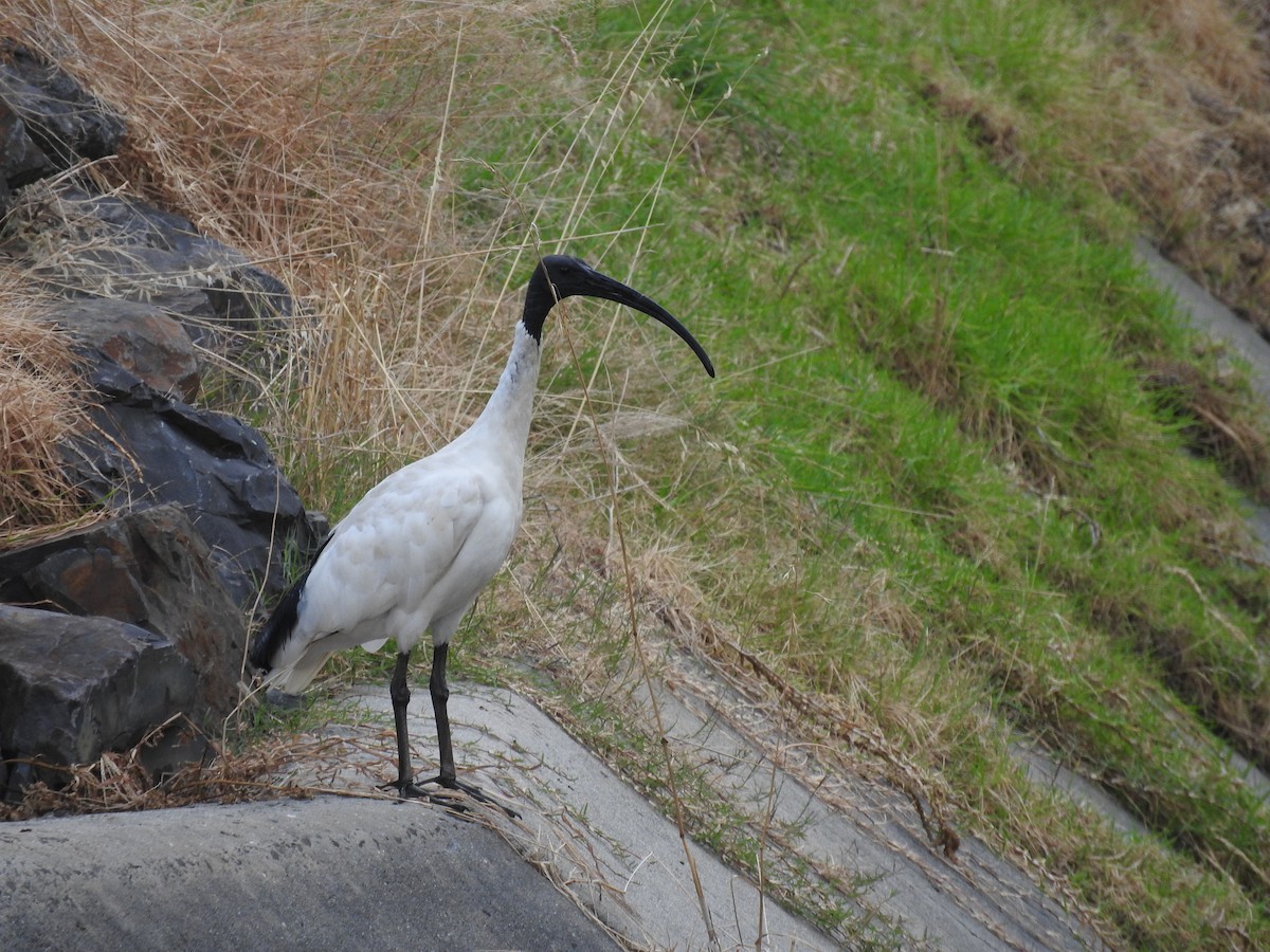 ibis australský - ML545349121