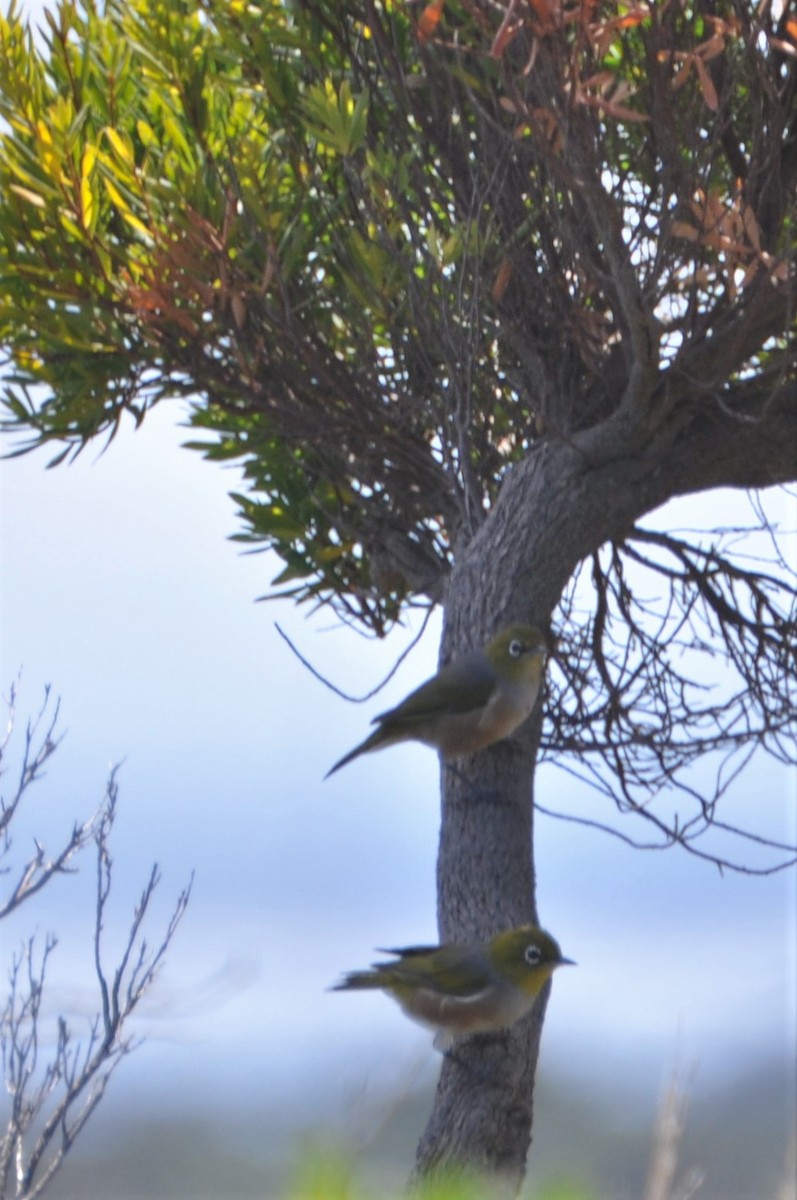 Silvereye - Michael Louey