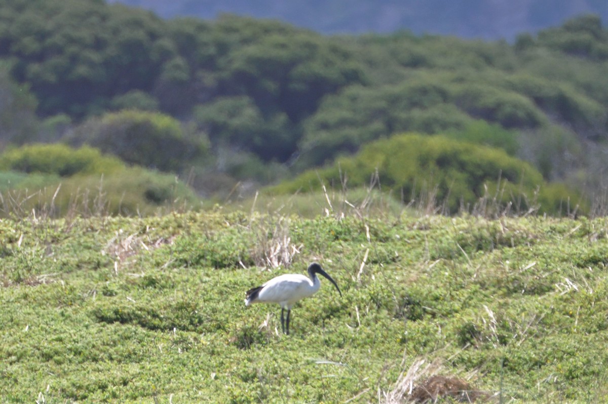 Ibis à cou noir - ML545349161