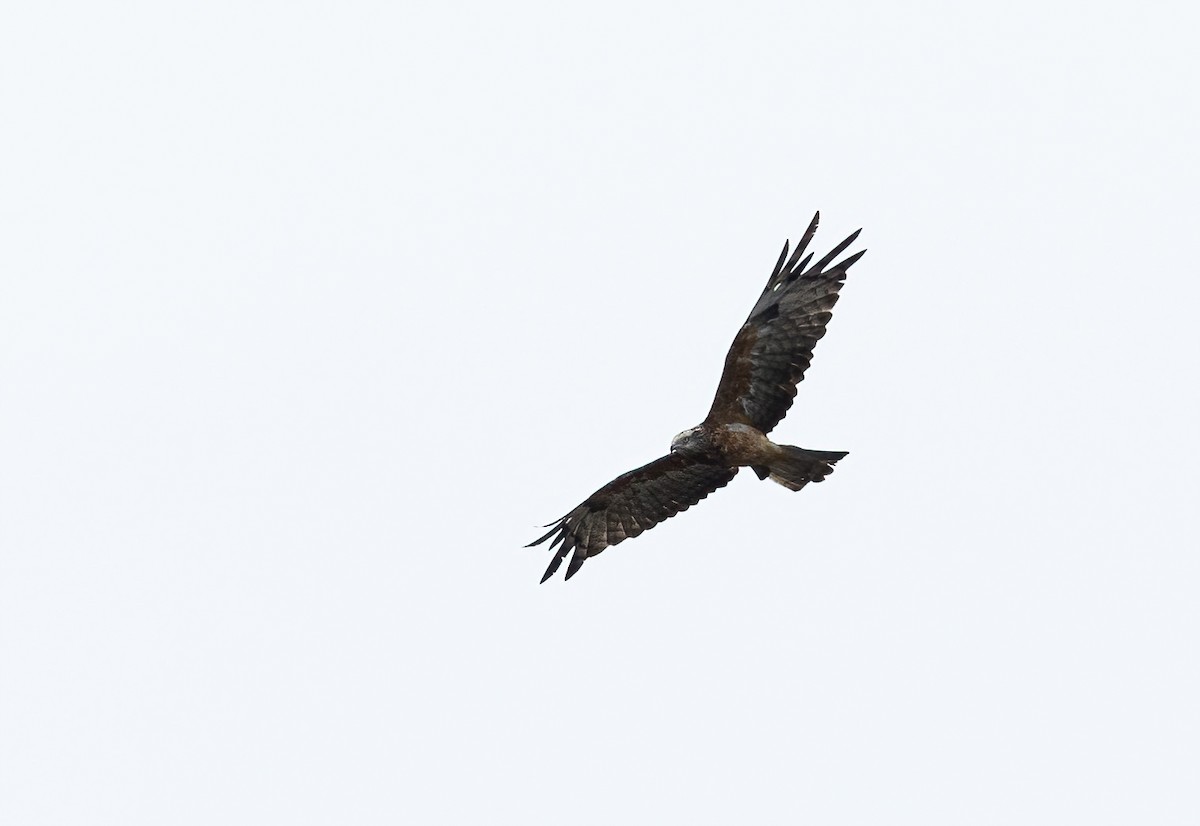 Square-tailed Kite - David Ongley