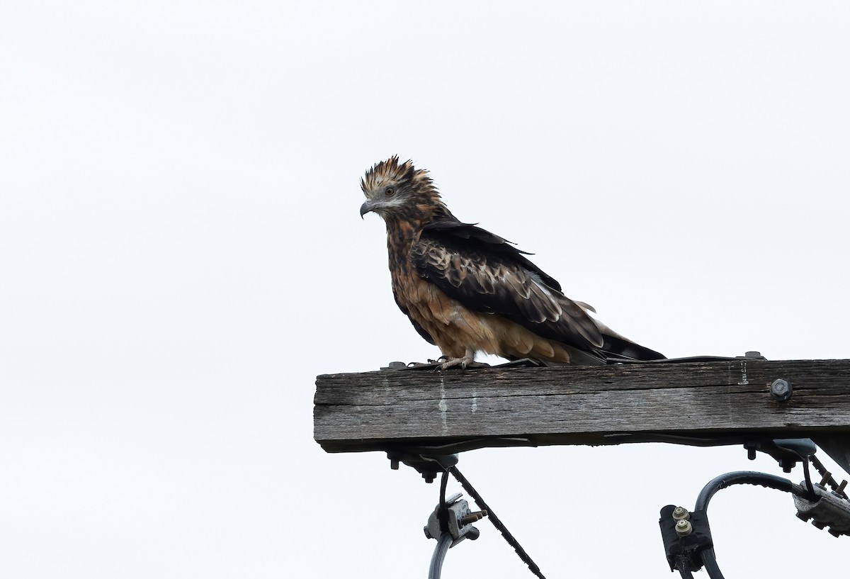 Square-tailed Kite - ML545349661