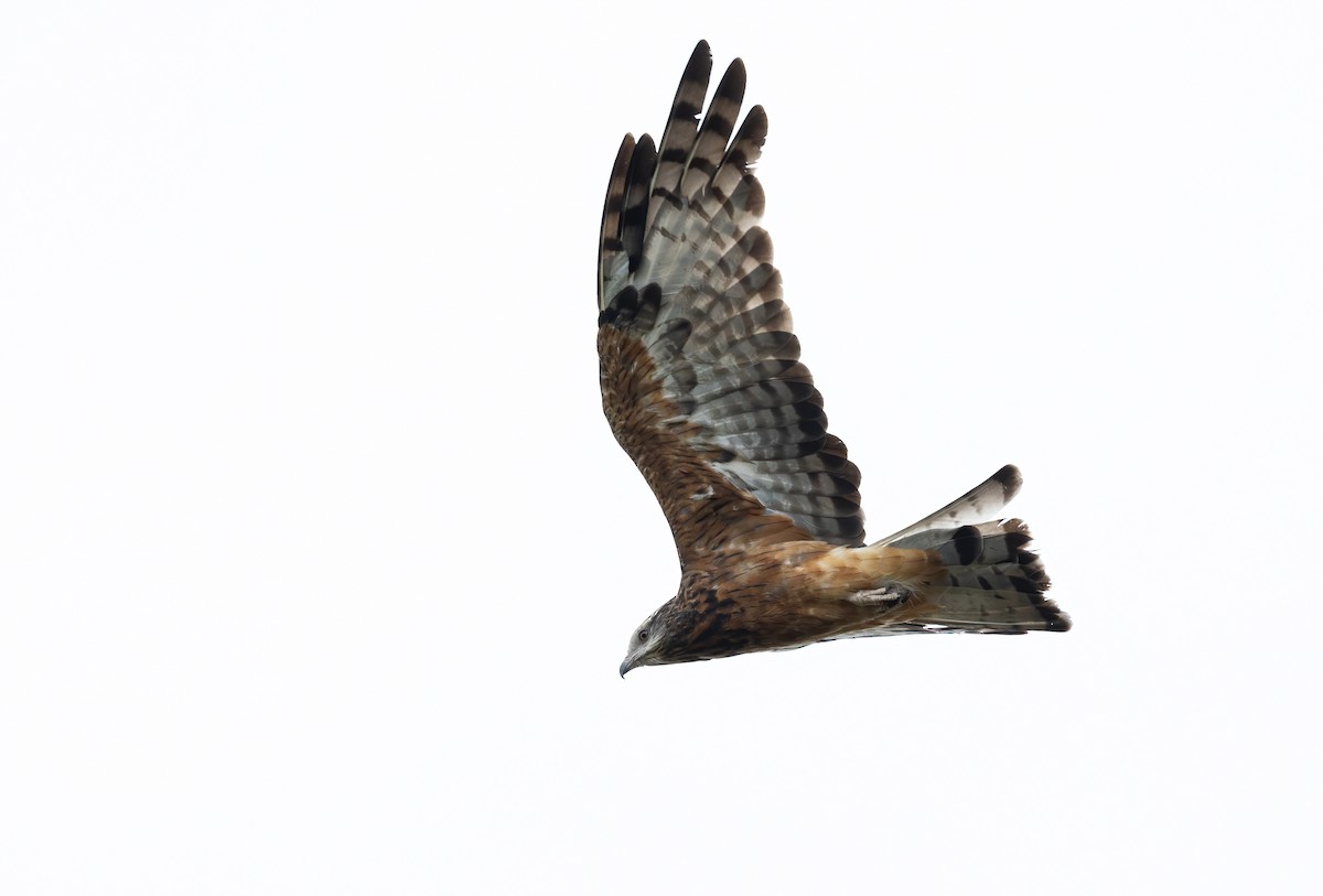 Square-tailed Kite - David Ongley