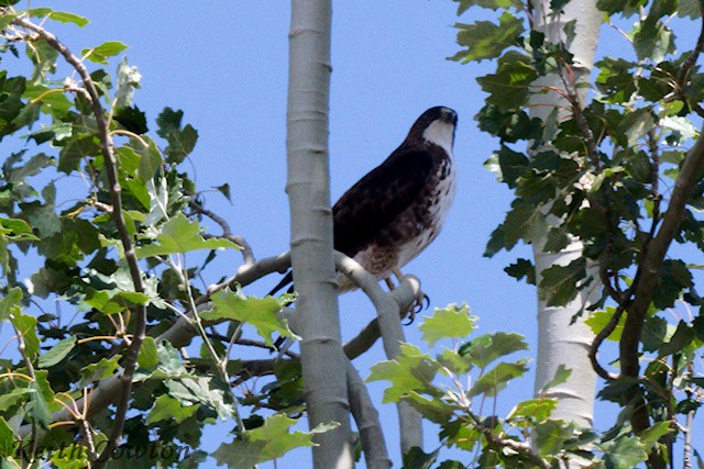 White-throated Hawk - ML545350251