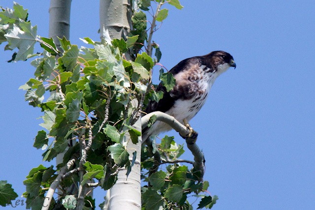 White-throated Hawk - ML545350271