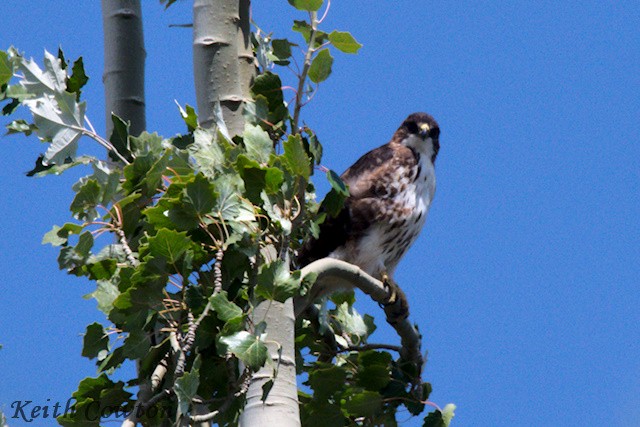 White-throated Hawk - ML545350291