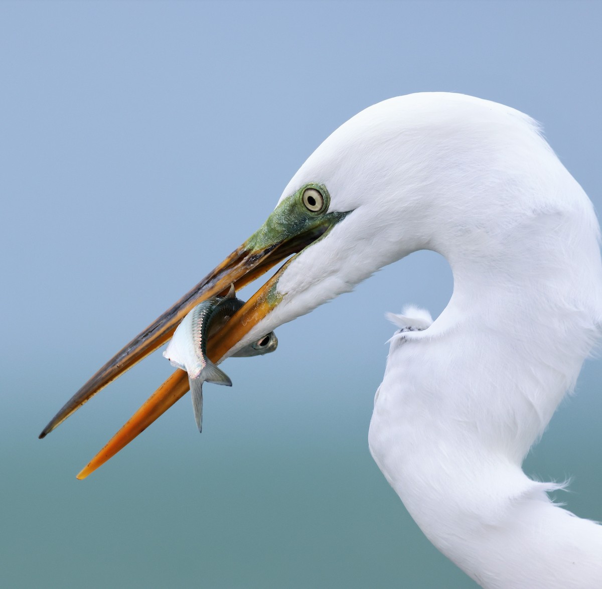 Great Egret - Anne Ruben