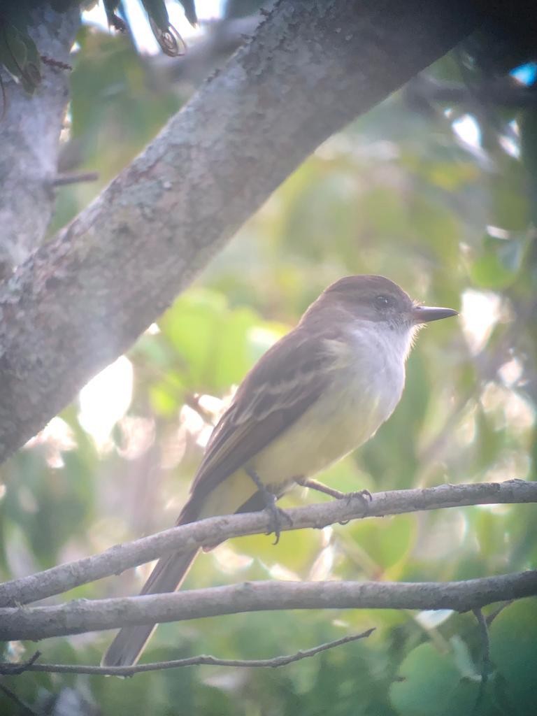 Brown-crested Flycatcher - ML545353601