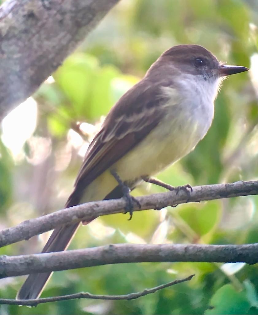 Brown-crested Flycatcher - ML545353621