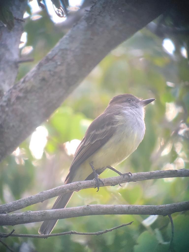 Brown-crested Flycatcher - ML545353691