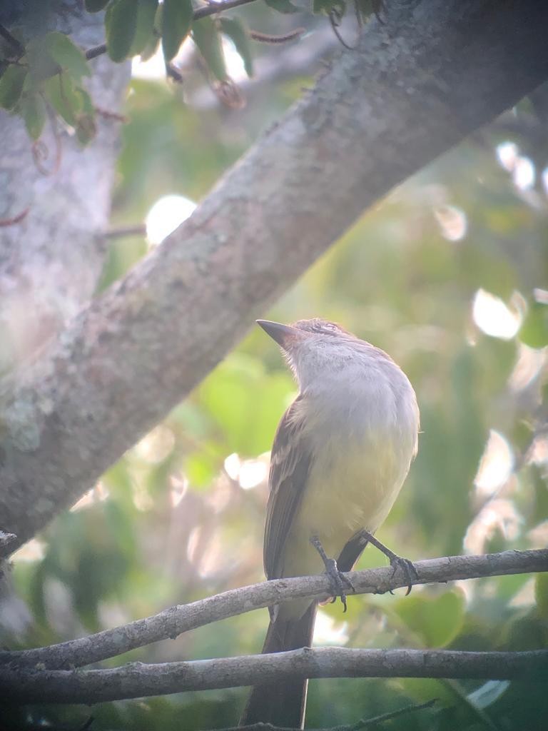 Brown-crested Flycatcher - ML545353711