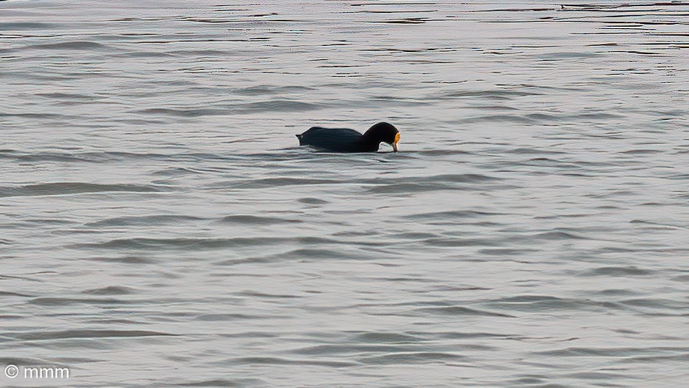 White-winged Coot - ML545353981