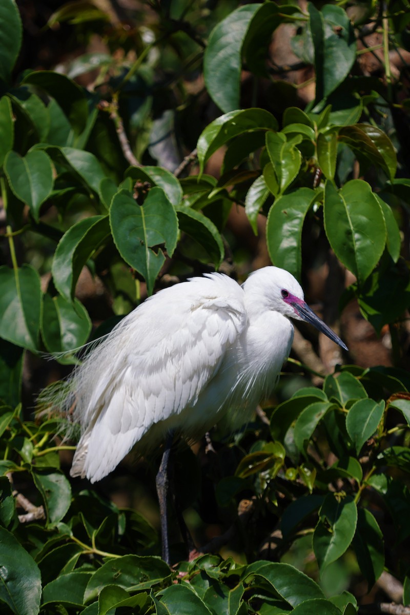 Little Egret - Rebecca Middleton