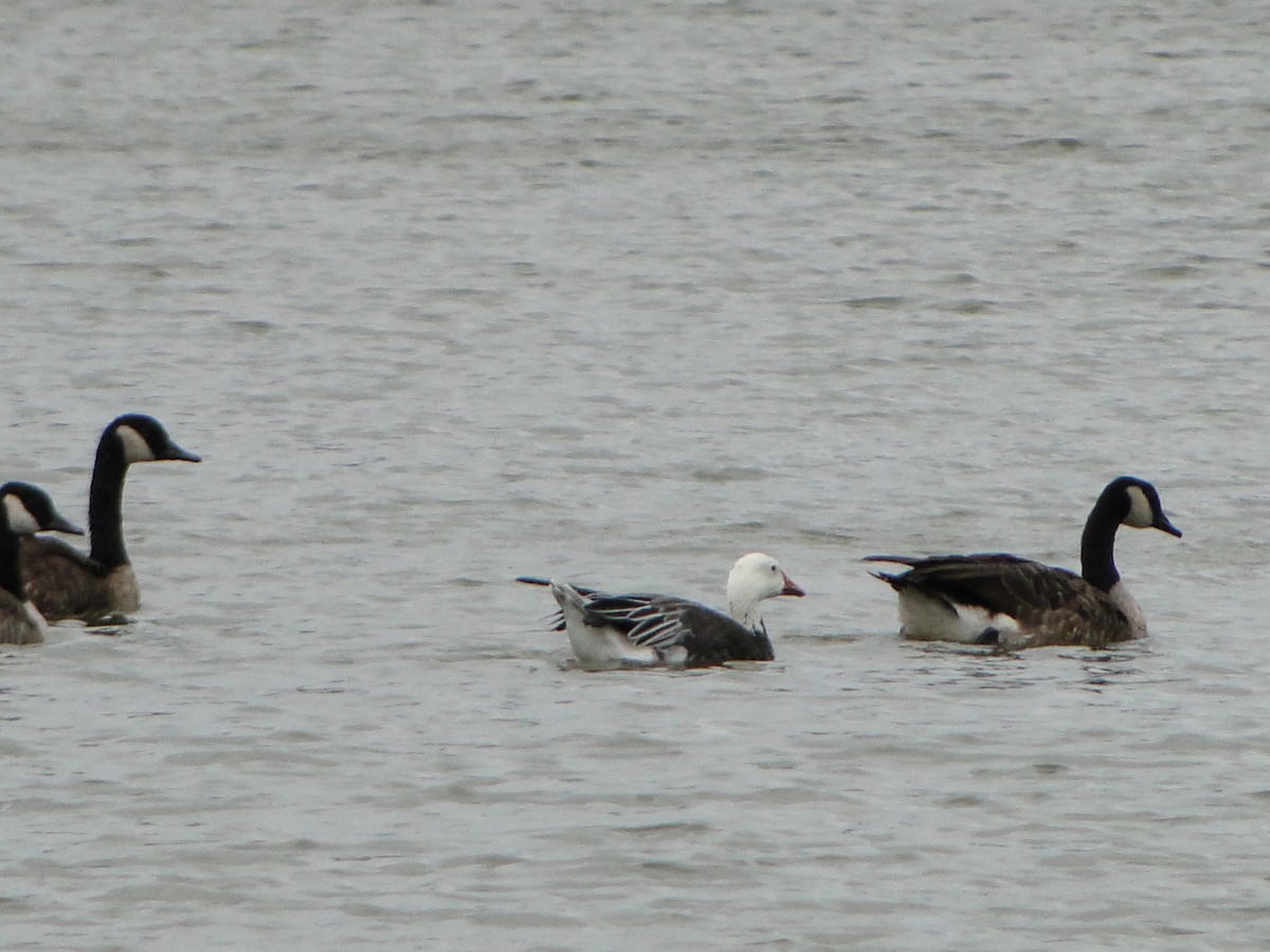 Snow Goose - ML545354201