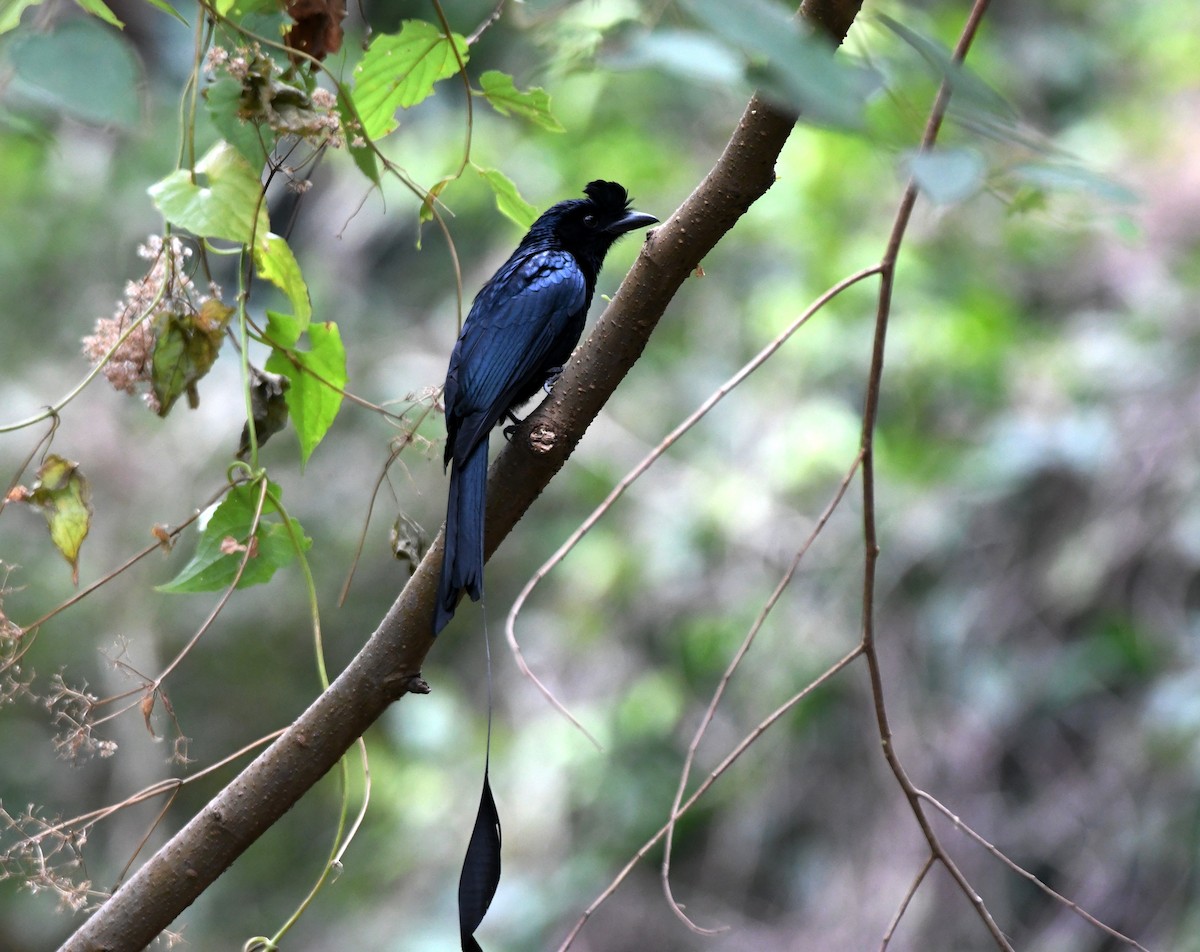 Greater Racket-tailed Drongo - ML545354511