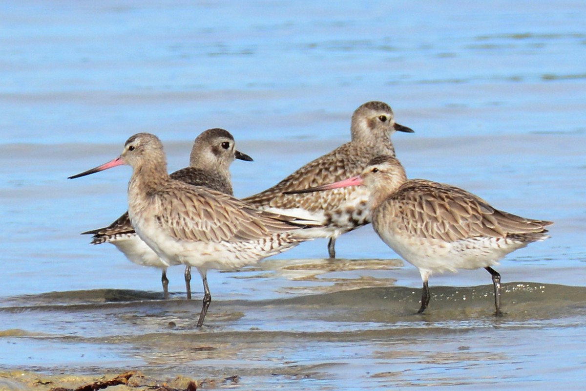 Bar-tailed Godwit - ML545354931