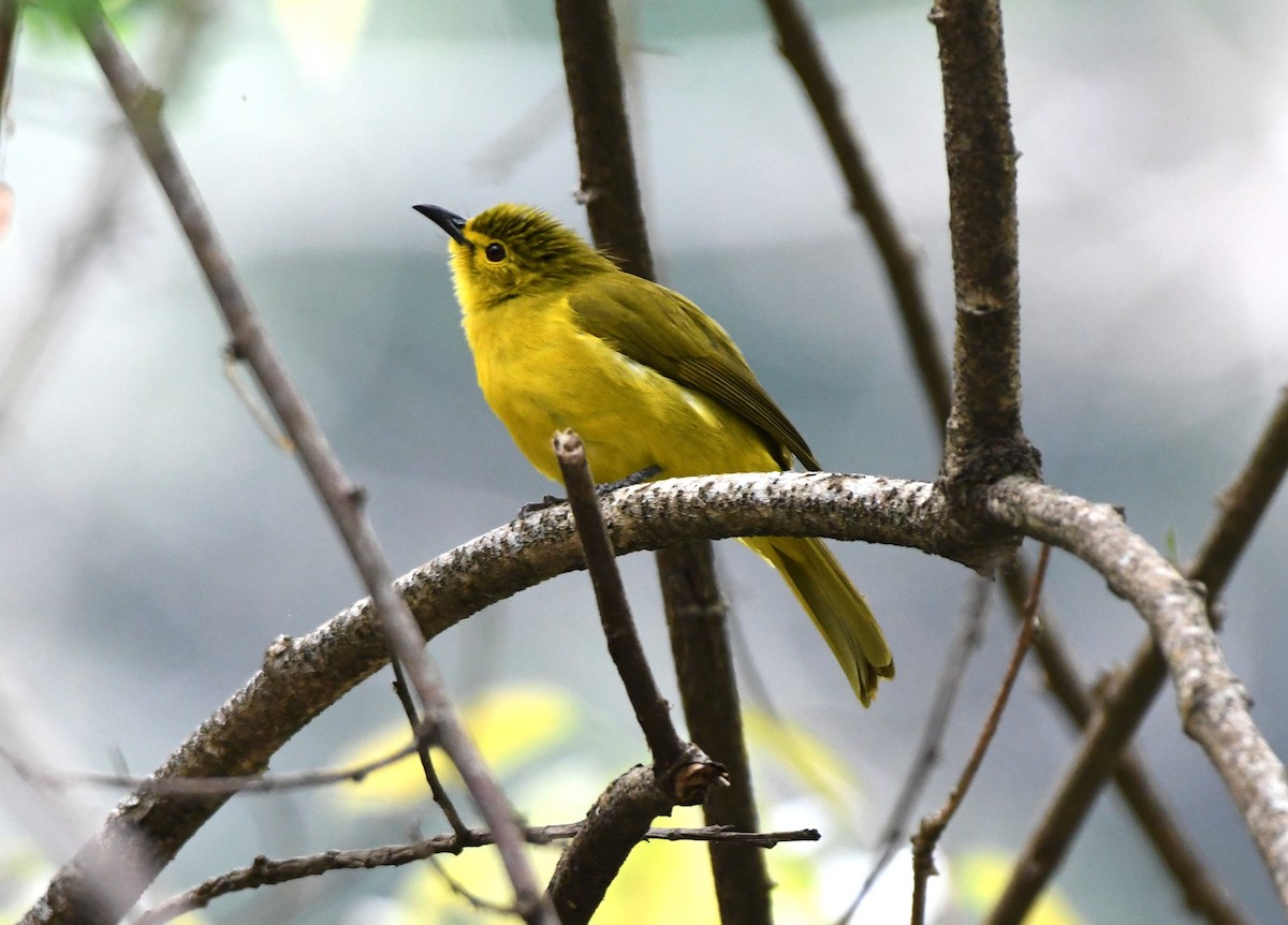 Yellow-browed Bulbul - ML545355231