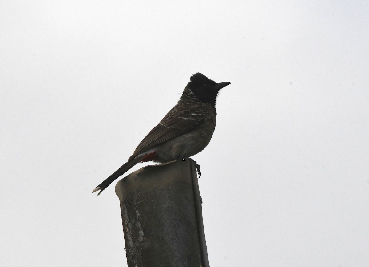 Red-vented Bulbul - ML545355531